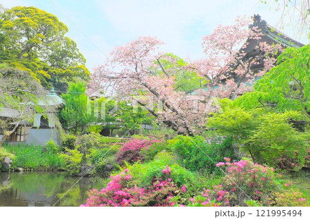 春の遊行寺　満開の八重桜 121995494