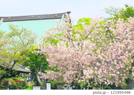春の遊行寺 満開の八重桜 春の遊行寺 満開の八重桜 121995496