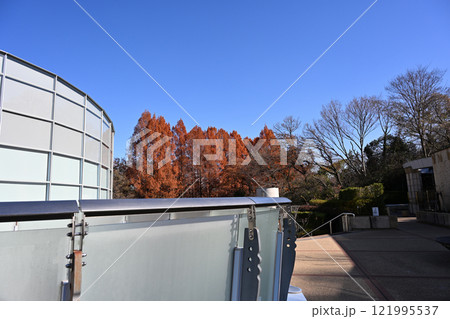 紅葉したメタセコイア 121995537