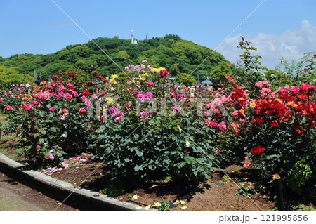 荒尾市 おもやい市民花壇 バラの花、 荒尾市 おもやい市民花壇 バラの花、 121995856