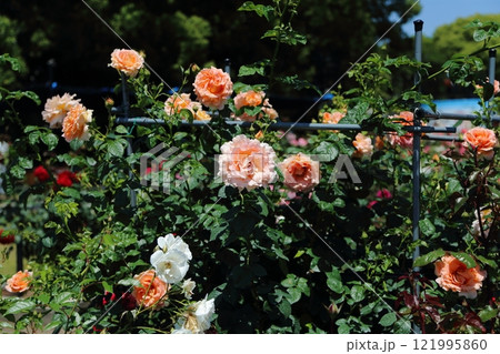 荒尾市 おもやい市民花壇 バラの花、 荒尾市 おもやい市民花壇 バラの花、 121995860