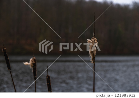 A bunch of dried cattails near the lake A bunch of dried cattails near the lake 121995912