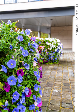A row of purple and blue flowers are growing in a garden 121995913