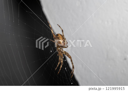 A spider is sitting on a web 121995915