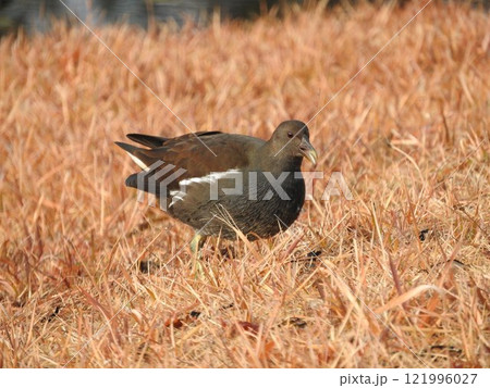 クイナ科の水鳥「鷭(バン)」 クイナ科の水鳥「鷭(バン)」 121996027