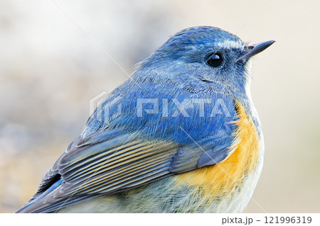 青い鳥ルリビタキのクローズアップ 121996319