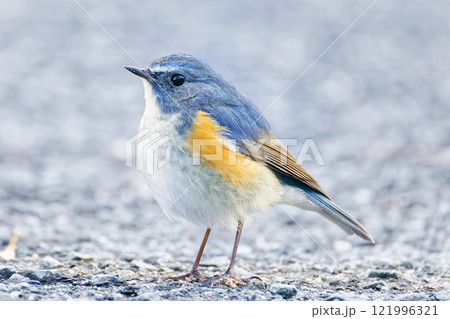 冬の朝、羽毛を膨らますルリビタキ 121996321