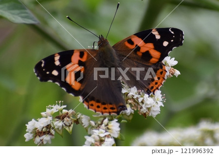 花にとまるアカタテハ 121996392