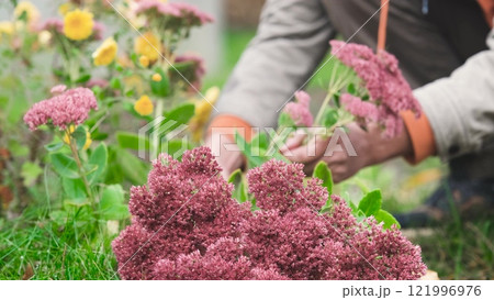 Men's hands cutting plants in their personal garden in autumn to prepare for the winter season 121996976