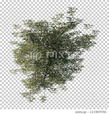 tree top view plant landscape architecture nature garden aerial render. trees branch isolate collection illustration environment green botany urban bush park. tree architecture conifer decorative. 121997056