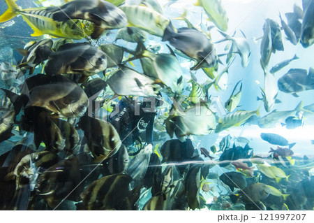 View of the fishes at the Underwater Tunnel at the National Museum of Marine Biology and Aquarium in Kenting National Park of Pingtung, Taiwan. View of the fishes at the Underwater Tunnel at the National Museum of Marine Biology and Aquarium in Kenting National Park of Pingtung, Taiwan. 121997207