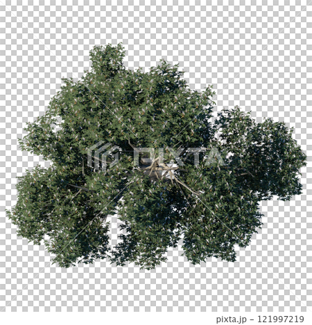 tree top view plant landscape architecture nature garden aerial render. trees branch isolate collection illustration environment green botany urban bush park. tree architecture conifer decorative. 121997219
