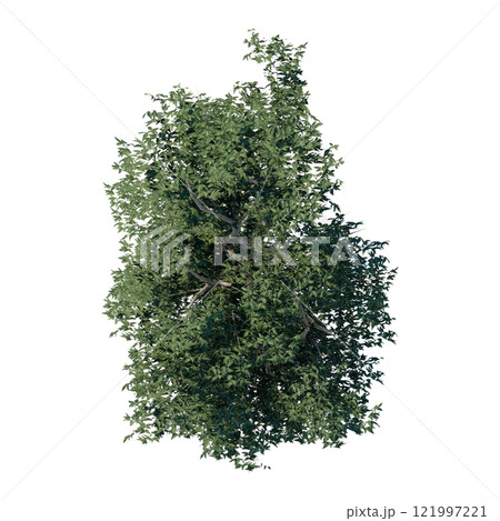 tree top view plant landscape architecture nature garden aerial render. trees branch isolate collection illustration environment green botany urban bush park. tree architecture conifer decorative. 121997221