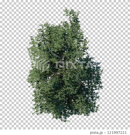 tree top view plant landscape architecture nature garden aerial render. trees branch isolate collection illustration environment green botany urban bush park. tree architecture conifer decorative. 121997221