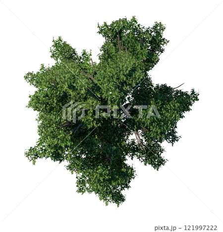 tree top view plant landscape architecture nature garden aerial render. trees branch isolate collection illustration environment green botany urban bush park. tree architecture conifer decorative. 121997222