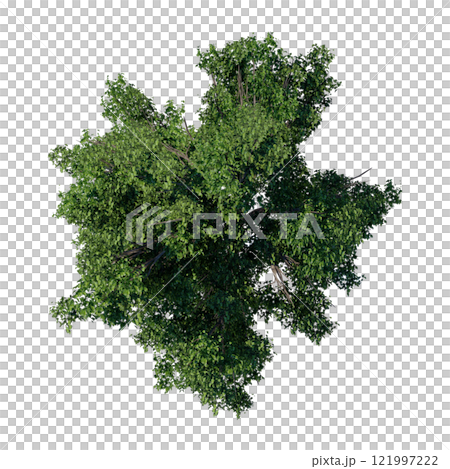 tree top view plant landscape architecture nature garden aerial render. trees branch isolate collection illustration environment green botany urban bush park. tree architecture conifer decorative. 121997222