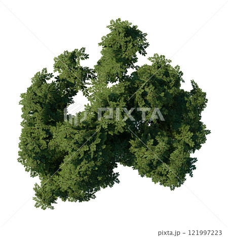 tree top view plant landscape architecture nature garden aerial render. trees branch isolate collection illustration environment green botany urban bush park. tree architecture conifer decorative. 121997223