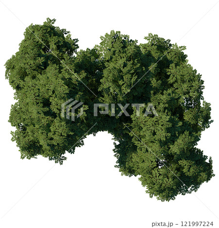 tree top view plant landscape architecture nature garden aerial render. trees branch isolate collection illustration environment green botany urban bush park. tree architecture conifer decorative. 121997224