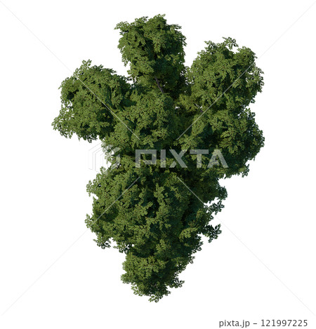 tree top view plant landscape architecture nature garden aerial render. trees branch isolate collection illustration environment green botany urban bush park. tree architecture conifer decorative. 121997225