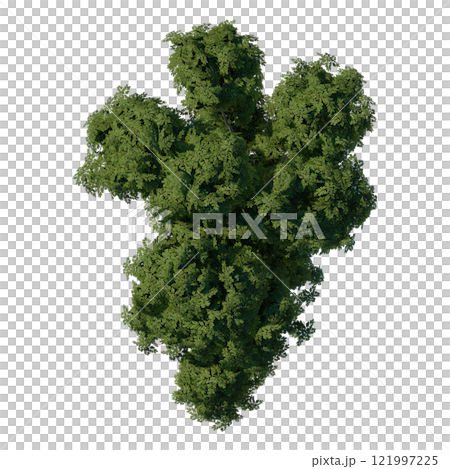 tree top view plant landscape architecture nature garden aerial render. trees branch isolate collection illustration environment green botany urban bush park. tree architecture conifer decorative. 121997225