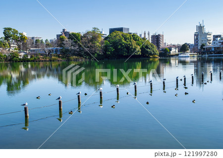 東京都大田区　洗足池 121997280