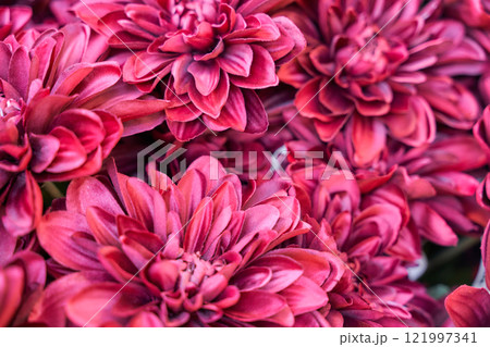 Vibrant pink chrysanthemums in bloom with rich petal details and natural 121997341