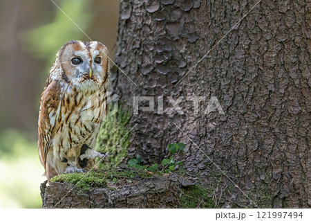 Tawny owl is sitting on a tree branch. 121997494