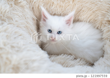 白いフカフカのベッドに入った白いメインクーンの仔猫 白いフカフカのベッドに入った白いメインクーンの仔猫 121997559