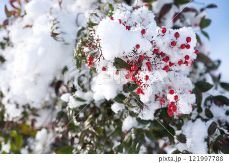 雪をかぶった南天 雪をかぶった南天 121997788