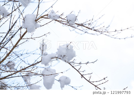 木の枝に積もった雪 121997793