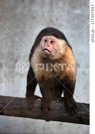 見上げるノドジロオマキザル 121997883