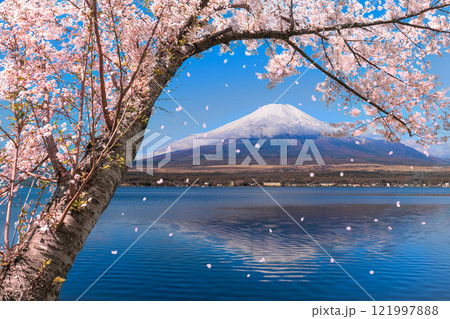 桜風吹の新春の富士山 121997888