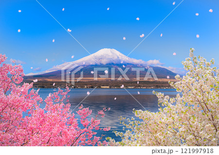 桜風吹の新春の富士山 121997918