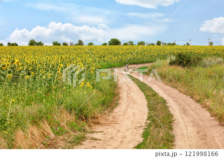 Sunny path through vibrant sunflower fields invites a peaceful stroll amidst nature's beauty 121998166