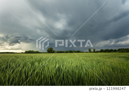 Dark storm clouds over a field of green grain 121998247