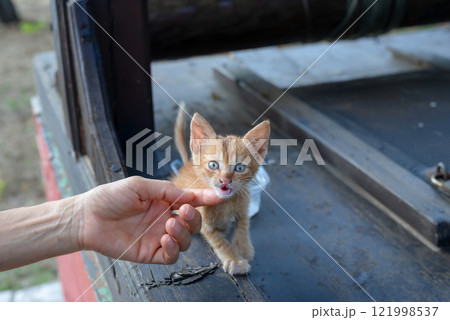 Hand petting an abandoned yellow kitten found in nature 121998537