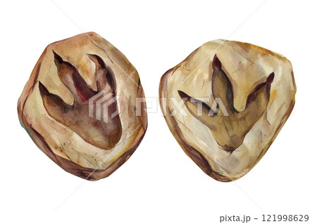watercolor illustration of dinosaur footprints on white background hand-painted prehistoric art for educational artistic watercolor illustration of dinosaur footprints on white background hand-painted prehistoric art for educational artistic 121998629
