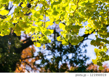 秋の陽に輝く美しいイチョウの黄葉 121998919