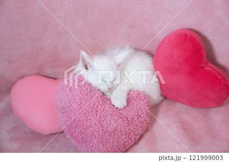 ピンクバックとハートと眠る白い仔猫 ピンクバックとハートと眠る白い仔猫 121999003