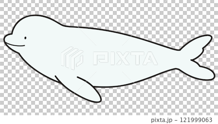 Simple and cute beluga whale illustration with main lines Simple and cute beluga whale illustration with main lines 121999063