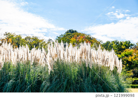 秋晴れに映えるパンパスグラスの美しく輝く花穂 121999098