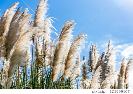 秋晴れに映えるパンパスグラスの美しく輝く花穂 121999107