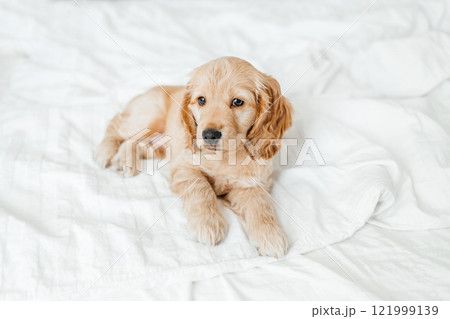 funny little puppy on a white blanket, Funny moments of a dog 121999139