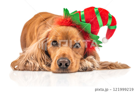 cute Cocker Spaniel wearing Christmas elf hat isolated on white background. Happy New Year, Christmas holidays and celebration cute Cocker Spaniel wearing Christmas elf hat isolated on white background. Happy New Year, Christmas holidays and celebration 121999219