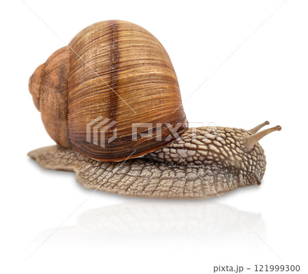 Garden snail isolated on white. Helix pomatia also Roman snail, Burgundy snail, edible snail or escargot. 121999300