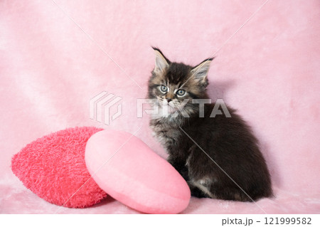 ピンクバックとハートとメインクーンの仔猫 ピンクバックとハートとメインクーンの仔猫 121999582