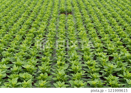 Rows of lush green plants growing in a greenhouse Rows of lush green plants growing in a greenhouse 121999615