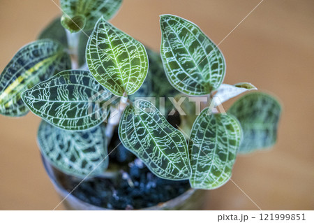 綺麗な観葉植物 ジュエルオーキッド マコデスペトラ 綺麗な観葉植物 ジュエルオーキッド マコデスペトラ 121999851