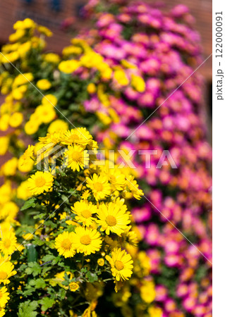 秋の美しい景色　カラフルにさいた満開の小菊 122000091