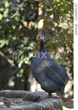 石の上に立つホロホロチョウ 石の上に立つホロホロチョウ 122000110
